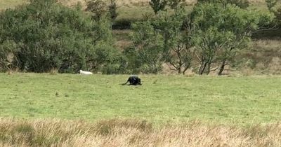 Camper films 'big cat' feeding on dead sheep in the Peak District