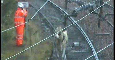 Cow causes ScotRail chaos as services grind to a halt in bid to remove rogue animal from tracks