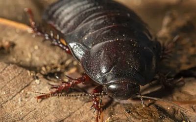 A big cockroach thought extinct has been found on a little island off Australia