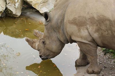 Zookeepers mourn death of 36-year-old white rhinoceros