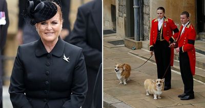 Fergie gives update on Queen's corgis who now live with her and Prince Andrew