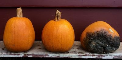 How to keep your jack-o'-lantern from turning into moldy, maggoty mush before Halloween