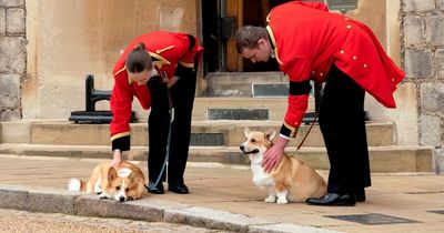 Sarah Ferguson gives update on the Queen's corgis as they settle into new home