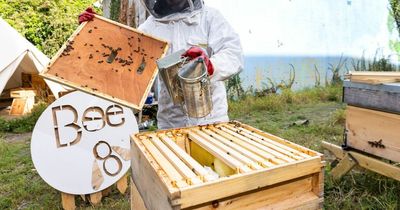 Smart beehives launched as part of new Dublin 8 project