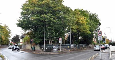 Controversial plan to cut down trees that campaigners say is to make way for more parking space given go-ahead