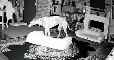 CCTV footage shows pooch rearranging furniture at night to makes its own double bed