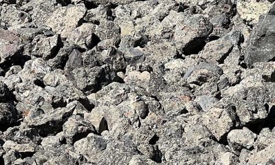 Can you spot the cute (but rarely seen) Yellowstone critter?