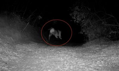 Mountain lion hunts coyote in eerie footage captured by trail-cam