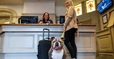Glasgow dog owners offered the chance for their pup to be the face of hotel chain ad campaign