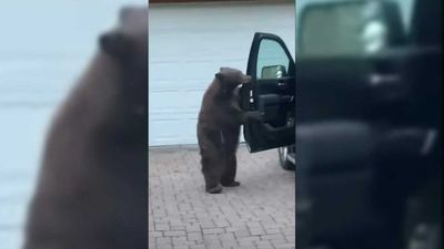 Bear Casually Climbs Into GMC Sierra Denali, Woman Not Having It