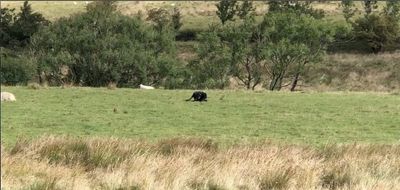 ‘Big cat’ spotted feeding on dead sheep in Peak District