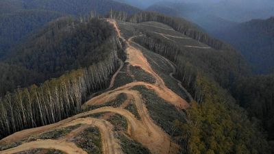 Logging regulator not adequately detecting illegal logging, Victorian Auditor-General's Office finds