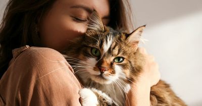 Man despairs as girlfriend who brings home cats without telling him taking in SIXTH