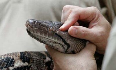 Trouser snakes! Man on US federal charges after ‘smuggling pythons in his clothing’