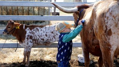 Central Queensland cattle handler, 4, knows his way around Texas longhorns