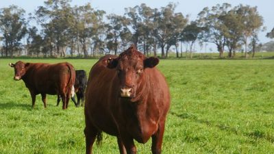 West Australian farmer scammed out of $16,000 after trying to purchase cattle on Facebook