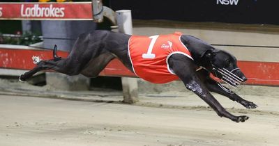 Greyhounds: Melbourne Cup next for Newcastle-owned French Martini after Black Top final