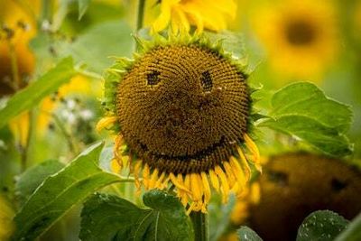 World Smile Day 2022: Date, theme and origins