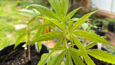 Calls to expand Canberra's pill-testing regime to include cannabis grown in backyards