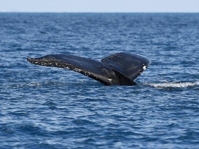 Qld whale tangle 'worst-case scenario'