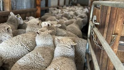 Strong retention of young 'professional' shearers turns tide on workforce shortages for woolgrowers
