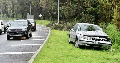 Fallen tree strikes Canberra driver's car