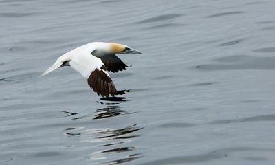 Country diary: The awful relief of seeing gannets in flight