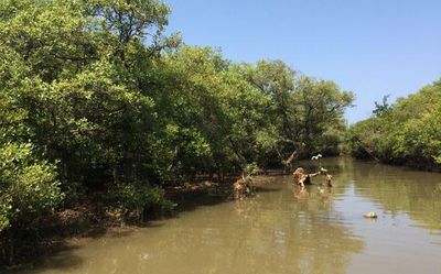 Green Climate Fund to help revive mangrove ecosystem