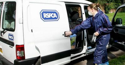 Man and dog found dead at home after RSPCA called to sounds of scratching