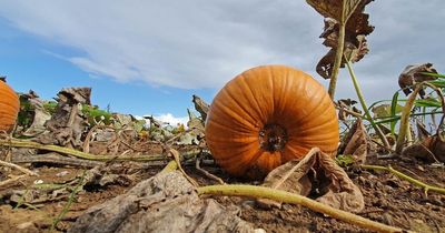 Tesco shoppers reassured over Halloween pumpkin stocks after summer heatwaves