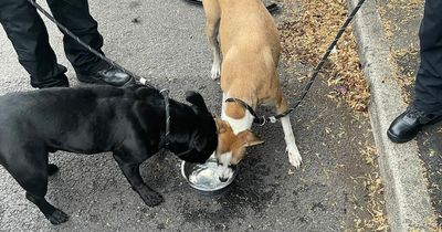 Police officers free dogs 'locked in van' for almost three days