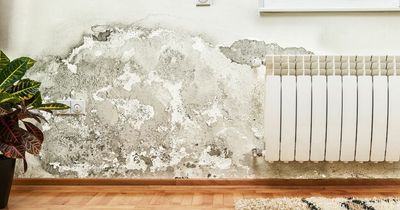 How can you get rid of damp and mould in your home - and why you should never leave it