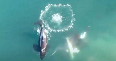 Killer whales caught on camera hunting and eating great white sharks for first time
