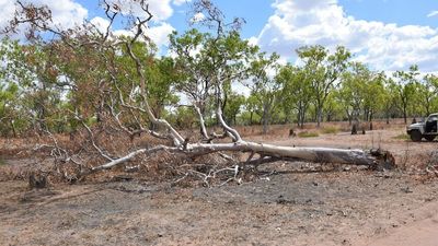 Cattle company Hayes Enterprises pleads guilty, fined $32,400, after sacred trees destroyed during land clearing