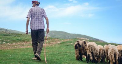 King Charles III is hiring a shepherd