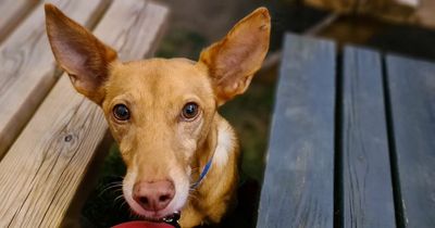 GMB: Bristol 'wonder pup' walks himself home five miles across city