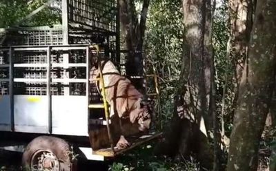 Munnar tigress released into interior forest of Periyar Tiger Reserve