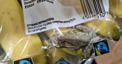 Dad found frog in his bananas as he unpacked Sainsbury's delivery