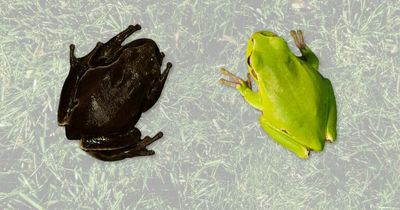 Mutant black frogs spawning near Chernobyl after changing colour to survive radiation