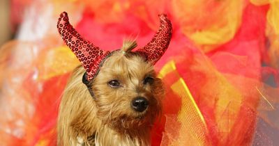 Vet's warning on keeping dogs away from Halloween sweets and costumes in October