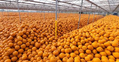 No pumpkin shortage this Halloween despite summer heatwave fears