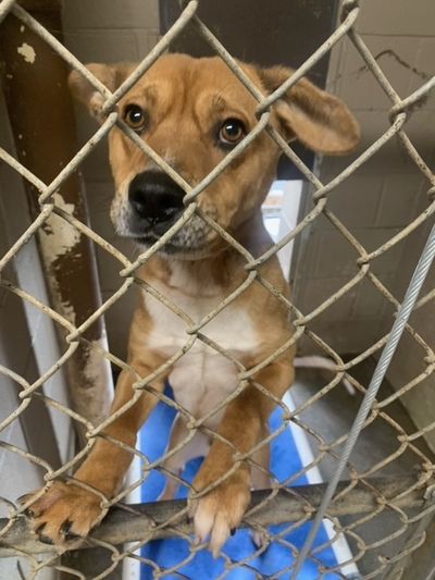 Animal shelter in southeast Kentucky gets $50,000 in flood relief grants