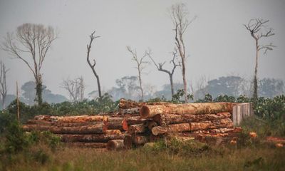 Amazon loses London-sized area of rainforest in a month with Bolsonaro’s reign under threat