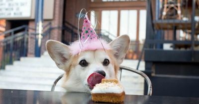 Woman urged to dump boyfriend after his 'vile' reaction to dog's birthday party