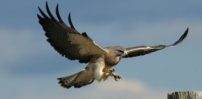 The science of why hawks are one of nature's deadliest hunters