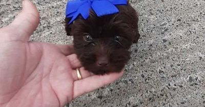 Edinburgh woman heartbroken after puppy dies just two days after taking him home