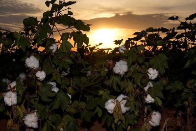 Drought takes toll on country’s largest cotton producer