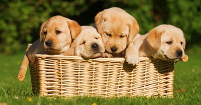 Most popular pet names of 2022 announced as UK's favourite dog breed crowned