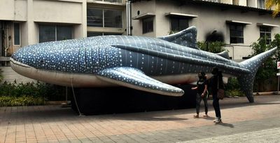 WTI launches campaign to protect endangered whale shark