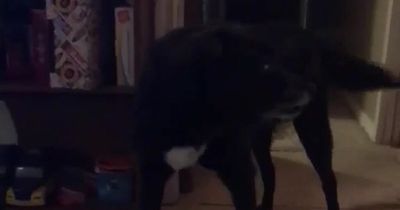 Mum captures terrifying video of dog being 'pushed across the floor' by 'ghost'